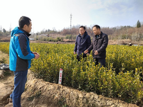 湖北生态工程职业技术学院领导赴随州指导实施油茶科技推广项目